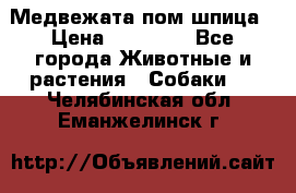 Медвежата пом шпица › Цена ­ 40 000 - Все города Животные и растения » Собаки   . Челябинская обл.,Еманжелинск г.